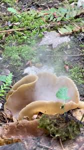 Attēlu rezultāti vaicājumam “Peziza varia”