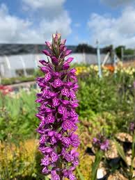Attēlu rezultāti vaicājumam “Dactylorhiza maculata bud”