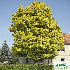 Attēlu rezultāti vaicājumam “Ulmus x hollandica”