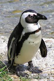 Image result for Spheniscus demersus