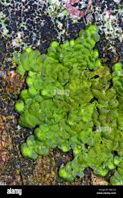 Attēlu rezultāti vaicājumam “Radula complanata”