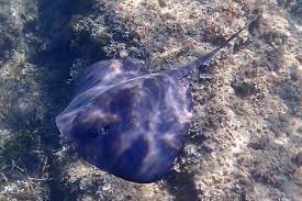 Image result for Pteroplatytrygon violacea