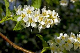 Attēlu rezultāti vaicājumam “Prunus padus var. roseiflora flower”