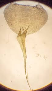 Attēlu rezultāti vaicājumam “Campylium protensum”