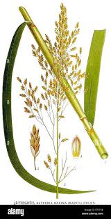 Attēlu rezultāti vaicājumam “Glyceria maxima”