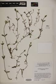 Attēlu rezultāti vaicājumam “Cerastium holosteoides fruit”