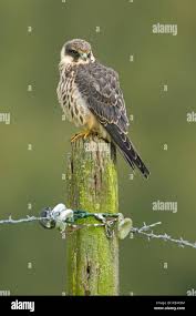 Attēlu rezultāti vaicājumam “Falco subbuteo adult”