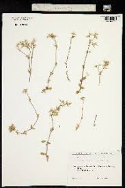 Attēlu rezultāti vaicājumam “Cerastium holosteoides fruit”