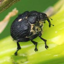 Attēlu rezultāti vaicājumam “Mononychus punctumalbum”