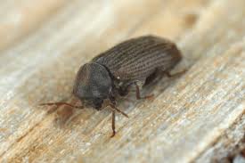 Attēlu rezultāti vaicājumam “Anobium pertinax”