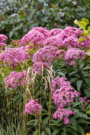 Image result for Eupatorium cannabinum
