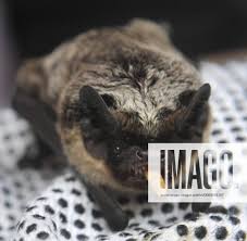 Attēlu rezultāti vaicājumam “Vespertilio murinus”