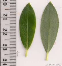 Attēlu rezultāti vaicājumam “Salix x fragilis”