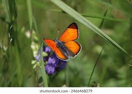 Attēlu rezultāti vaicājumam “Lycaena hippothoe male”