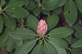 Attēlu rezultāti vaicājumam “Rhododendron catawbiense flower”