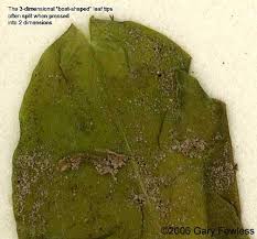 Attēlu rezultāti vaicājumam “Potamogeton praelongus leaf”