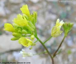 Attēlu rezultāti vaicājumam “Sinapis alba”