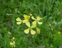 Image result for Raphanus sativus ssp. Oleiformes