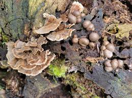 Attēlu rezultāti vaicājumam “Lycogala roseosporum spores”