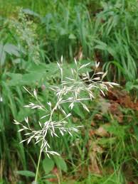 Attēlu rezultāti vaicājumam “Calamagrostis arundinacea leaf”