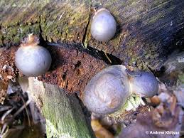 Attēlu rezultāti vaicājumam “Lycogala confusum”