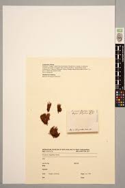 Attēlu rezultāti vaicājumam “Dicranum flagellare”