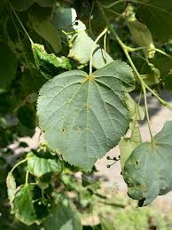 Attēlu rezultāti vaicājumam “Tilia cordata leaf”