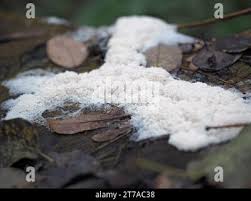 Attēlu rezultāti vaicājumam “Brefeldia maxima spores”