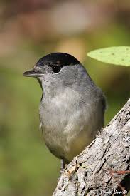 Attēlu rezultāti vaicājumam “Sylvia atricapilla male”