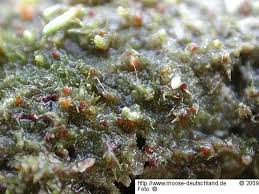 Attēlu rezultāti vaicājumam “Ephemerum serratum”