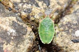 Attēlu rezultāti vaicājumam “Acanthosoma haemorrhoidale imago”