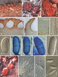 Attēlu rezultāti vaicājumam “Nectria episphaeria”