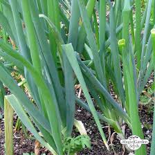 Résultat de recherche d'images pour "Allium fistulosum"