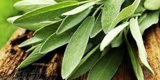 Attēlu rezultāti vaicājumam “Salvia officinalis”