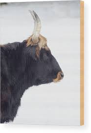 Attēlu rezultāti vaicājumam “Bos primigenius taurus”