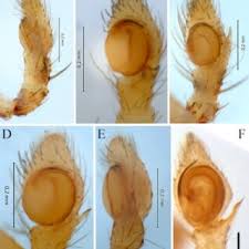 Attēlu rezultāti vaicājumam “Xanthogramma sp. male”