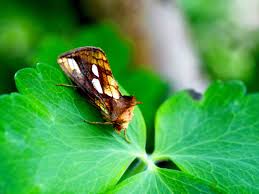 Attēlu rezultāti vaicājumam “Plusia festucae”