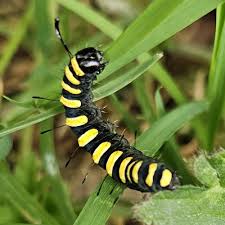 Attēlu rezultāti vaicājumam “Acronicta alni larva”