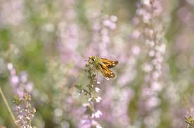 Attēlu rezultāti vaicājumam “Hesperia comma underside”