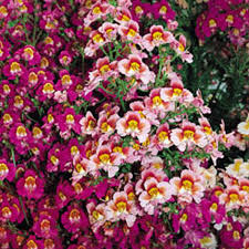 Image result for Schizanthus