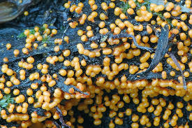 Attēlu rezultāti vaicājumam “Physarum psittacinum stalked”