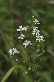 Attēlu rezultāti vaicājumam “Symphyotrichum x salignum leaf”