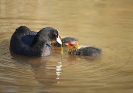 Attēlu rezultāti vaicājumam “Fulica atra eggs”