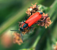 Attēlu rezultāti vaicājumam “Anthocomus rufus”