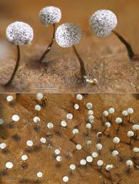 Attēlu rezultāti vaicājumam “Didymium nigripes”