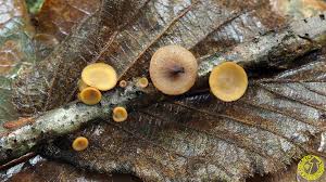 Attēlu rezultāti vaicājumam “Rutstroemia firma”