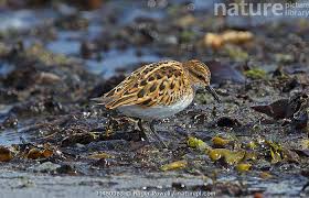 Attēlu rezultāti vaicājumam “Calidris minuta”
