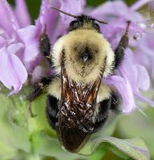 Attēlu rezultāti vaicājumam “Bombus”
