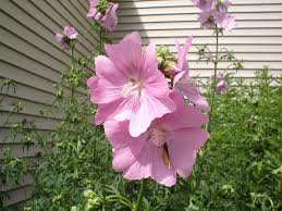 Attēlu rezultāti vaicājumam “Malva moschata flower”
