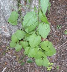 Attēlu rezultāti vaicājumam “Lapsana communis leaf”